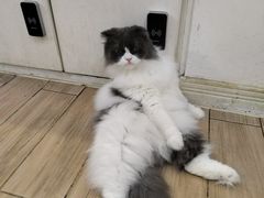 -李小姐の猫咖啡馆(五角场店)