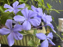 -云海肴·汽锅鸡·云南代表菜(美罗城店)