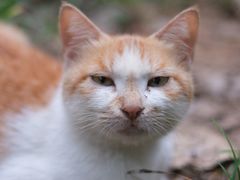 -PETIT PARIS 小巴黎(花园道店)