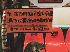 游乐设施-猫咪博物馆(顶澳仔猫街店)