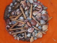 -红树林天天赶海