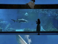 -海合安成都极地海洋公园
