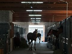 -北京群众马术培训基地