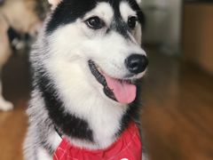 -Husky Go! 哈士奇体验馆·宠物咖啡厅狗咖