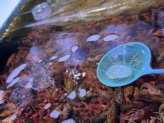 -聚盛源蒸汽海鲜火锅烤肉自助(巨川金海岸购物广场店)