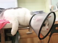 -瑞鹏宠物医院·猫科·宠保定点(梅溪湖分院)