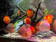 -上海海洋水族馆