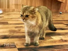 -袖虎·猫馆(体育西路店)