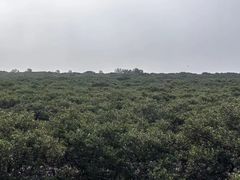 -北海金海湾红树林生态旅游区