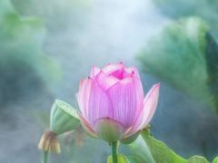 茴香小油条-尚尚仙·酸汤猪手·猪肚鸡火锅(华联万柳购物中心店)