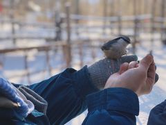 -北极村旅游风景区