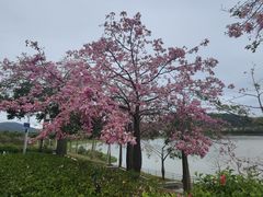 -风云岭森林公园