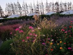 -前小桔亲子创意农场·草莓采摘·露营烧烤