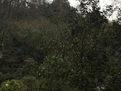 -云碧峰国家森林公园