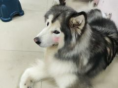 -汪说·狗咖(旺城大厦店)