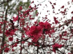-洛阳市隋唐城遗址植物园