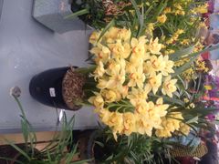 荷兰花海-荷兰花海