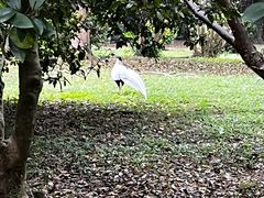 -福建鲤鱼洲酒店