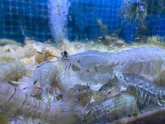 -渔民船说·北塘海鲜·天津菜·海肠捞饭(北塘古镇店)