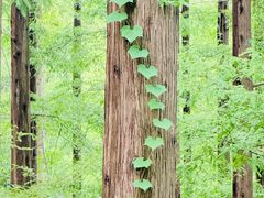 -黄海国家森林公园