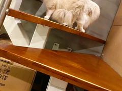 -十年猫舍·猫咪专门店(普陀店)