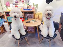 -小尾巴宠物店(万科·金域华庭店)