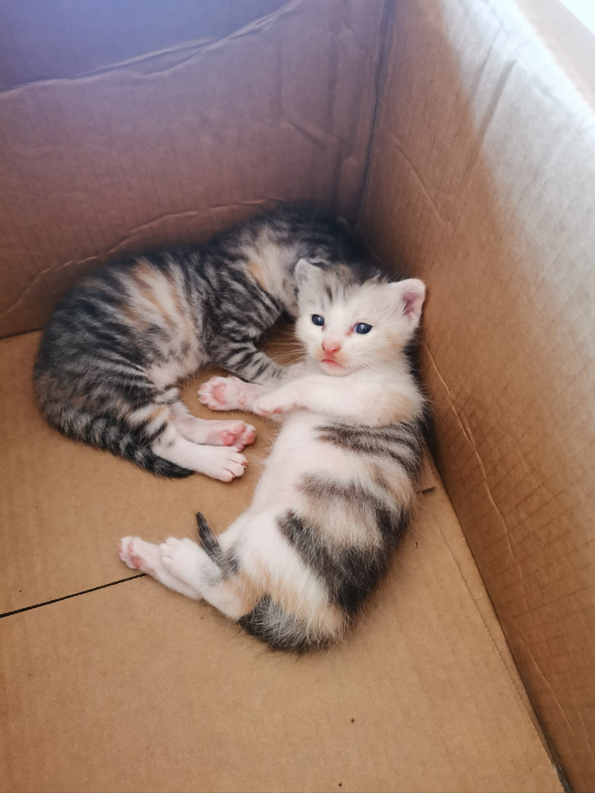 小奶猫成长记 记录猫咪日常