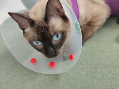 -北京恒爱动物医院(清景园分院)