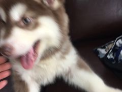 -佳百利宠物(荣乐中路115弄小区店)