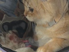 -汪喵宠物医院·骨科心脏影像·犬猫急重症ICU诊疗中心(成华分院)