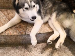 -more than meow吴止猫主题餐厅(承德 中船汇店)