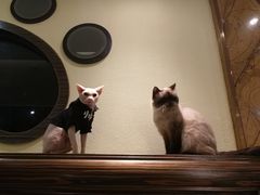 -more than meow吴止猫主题餐厅(承德 中船汇店)