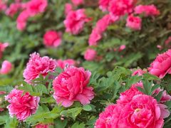 -洛阳市隋唐城遗址植物园