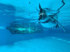 -帝企鹅自助餐厅•儿童岛•真企鹅(长隆企鹅酒店)