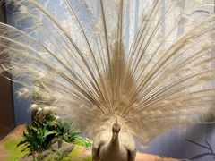 -陕西自然博物馆