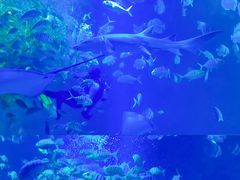 -太平洋海底世界