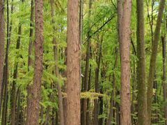 -上海共青森林公园