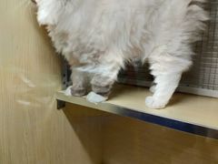 -苏州艺都古玩花鸟市场