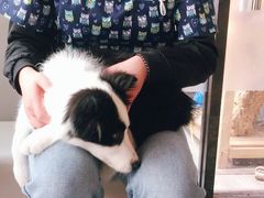 -爱侣宠医·鹦鹉专科·小型哺乳类·异宠专科(灵石路店)