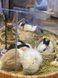 -卡通尼·Safari非洲探索乐园·生日会(金桥国际商业广场店)