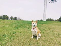 -碧水园农庄