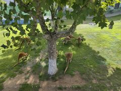 -西霞口神雕山野生动物世界