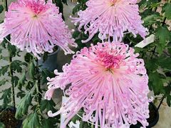 -成都濑川外国语学校