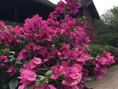 -峨眉山报国寺