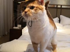 -帐篷客·溪龙茶谷度假酒店