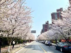-高东镇樱花园