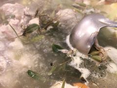 -洪大厨鸡煲(福田店)