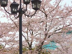 -武汉大学-樱园