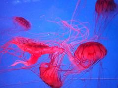 -泉城欧乐堡海洋极地世界