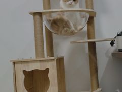 -小猫来了·猫舍(红山六九七九店)